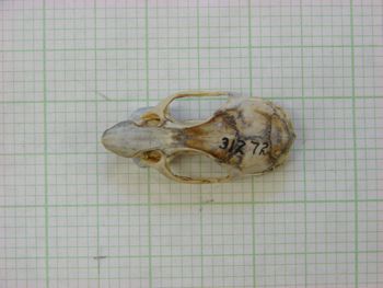 Media type: image;   Mammalogy 31272